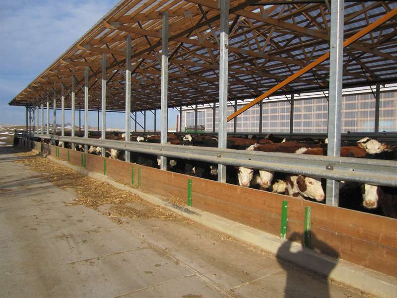 Beef Cattle Barns