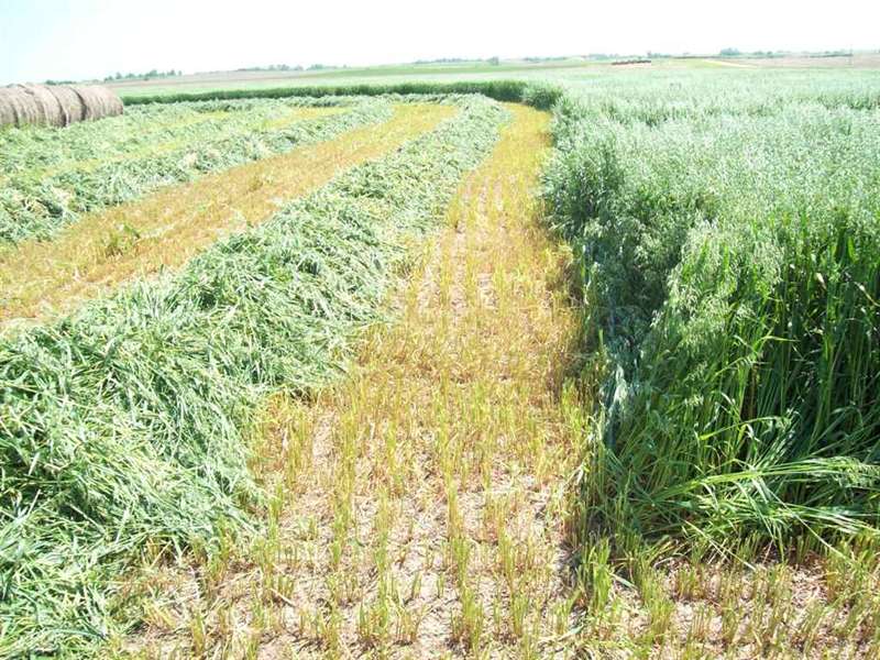 Viewing a thread - Swathing Oats in Central Kansas (Pics) How Many Pounds Of Oats To Plant Per Acre