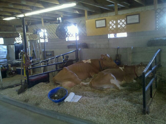 Milled straw cow bedding. How did it turn out? 
