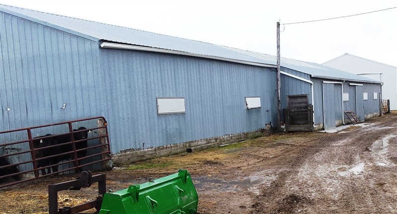 Viewing A Thread Cattle Shed With Working Facility